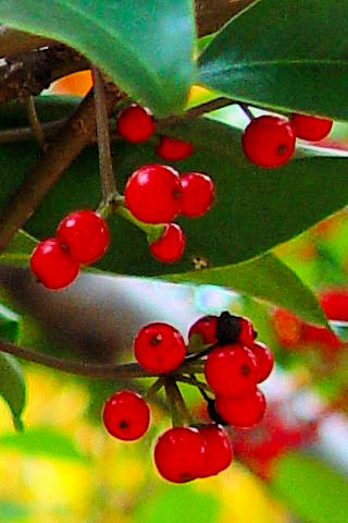 C NKl`@p@s@Rcr@@2007/11/22@Photo by Kohyuh