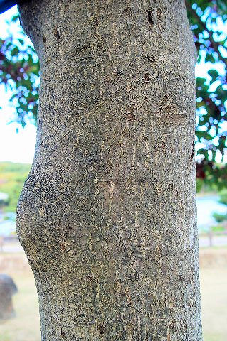 B NKl`@p@s@Rcr@@2007/11/22@Photo by Kohyuh