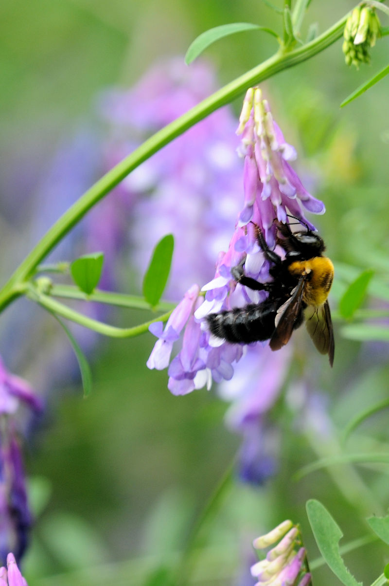 NTtWƃ}nio`̈@킫^@s@2020/05/12@Photo by Kohyuh