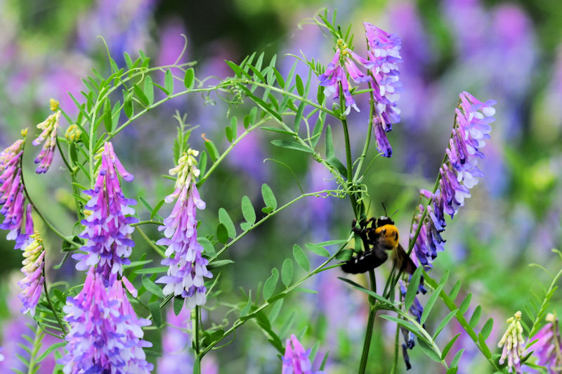 NTtWƃ}nio`̈@킫^@s@2020/05/12@Photo by Kohyuh