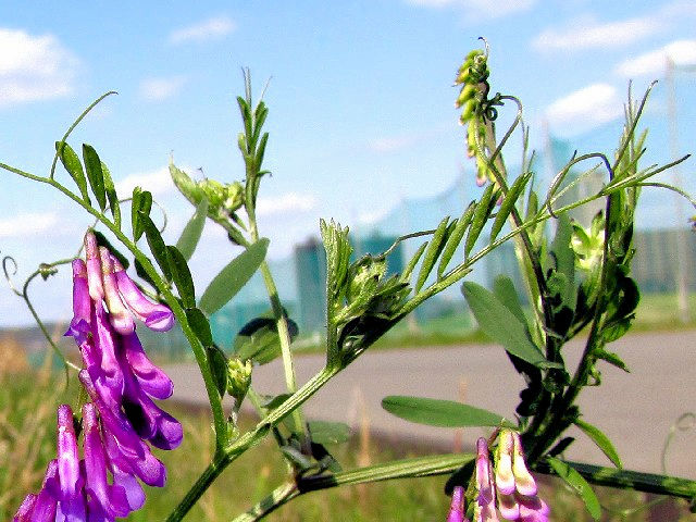 B NTtW@tp@@썶݁@s@2004/04/14@Photo by Kohyuh