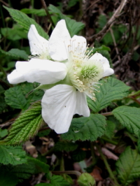 sNTC`St@ʐ^̓NbNŊg傷