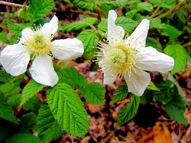 NTC`S@Ԏp@jR@s@2011/04/24@Photo by Kohyuh