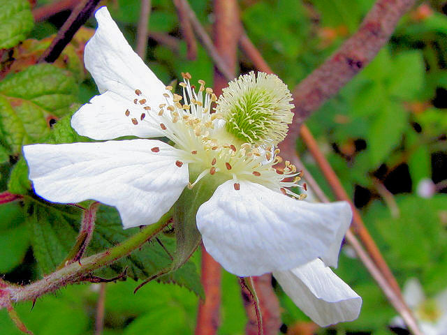 NTC`S@Ԏp@jR@s@2011/04/24@Photo by Kohyuh