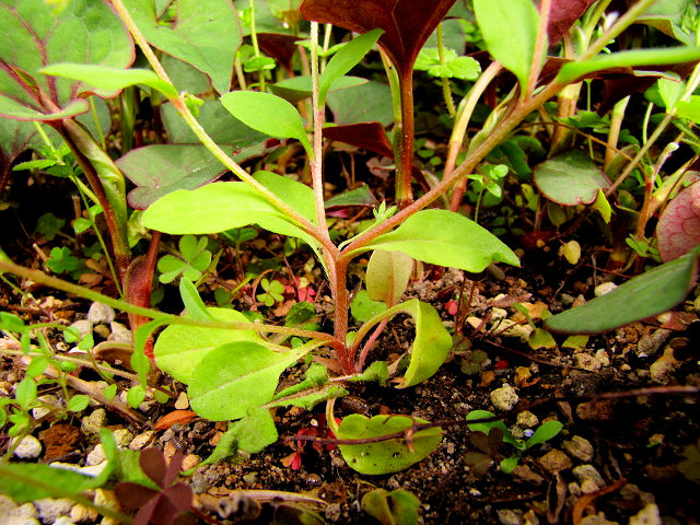 B LEOT@tp@s@jR@2011/05/04@Photo by Kohyuh