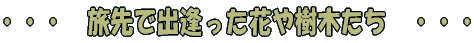 旅先の草木 - 八幡自然塾