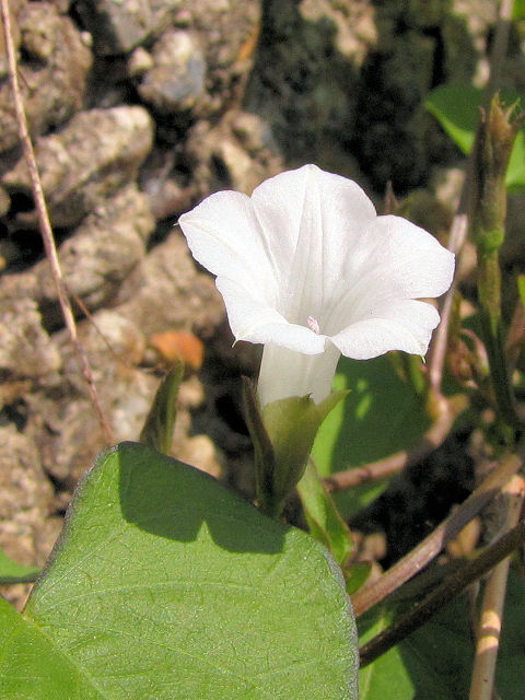 @ }ATKI@s@˒Á@2011/10/09@Photo by Kohyuh