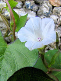 s}ATKIt@ʐ^̓NbNŊg傷