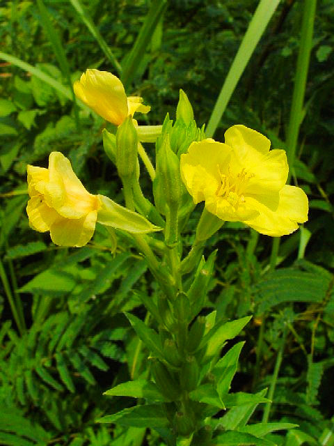 @ }cCOT@Ԏp@@s@ؒÐ@2007/08/25@Photo by Kohyuh