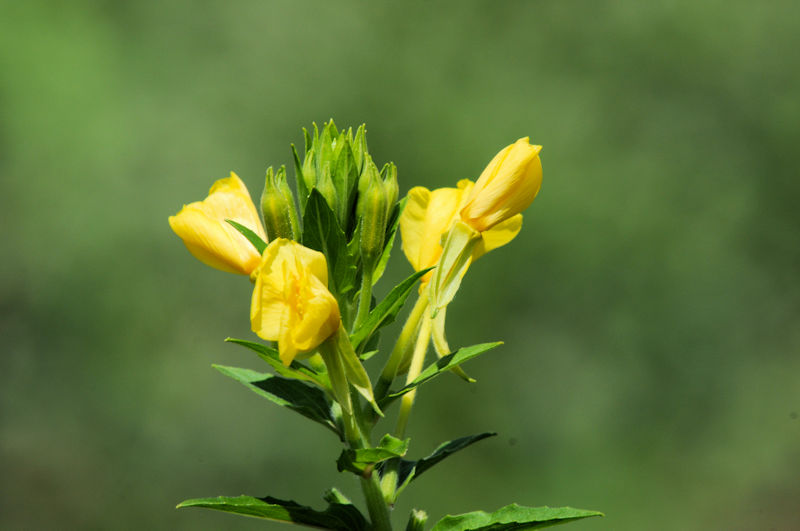 }cCOT@Ԏp@@J@s@2022/07/24@Photo by Kohyuh