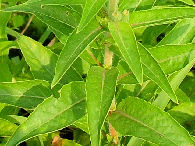 A }cCOT@tpEsp@@s@ؒÐ@2007/08/25@Photo by Kohyuh