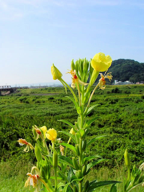 B }cCOT@p@@s@ؒÐ@2007/08/26@Photo by Kohyuh