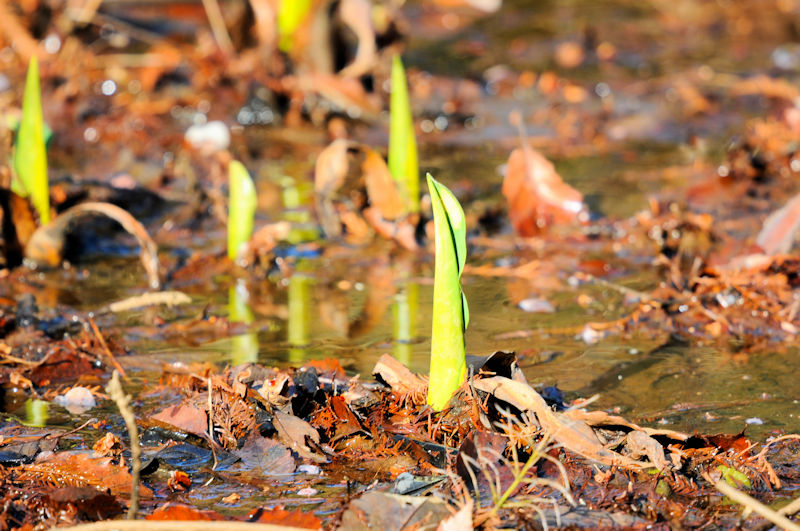 ミズバショウ　芽生え　くろんど池　交野市　2020/01/11　Photo by Kohyuh
