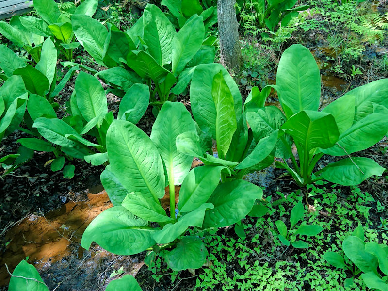 ミズバショウ　葉姿　くろんど池　交野市　2019/05/07　Photo by Kohyuh