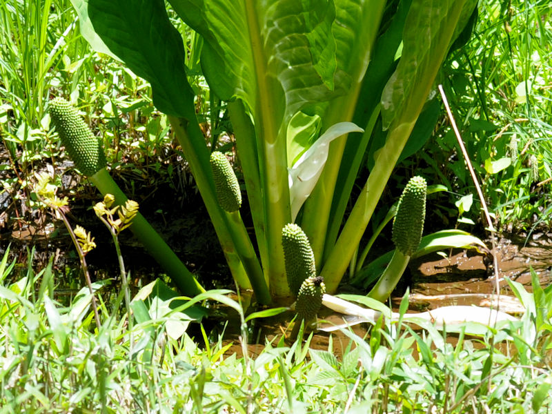ミズバショウ　実姿　くろんど池　交野市　2019/05/07　Photo by Kohyuh