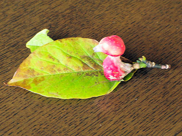 sN̎t@@s@s̐X@2008/10/30@Photo by Yokoyama@iʐ^񋟁RgF@Rj