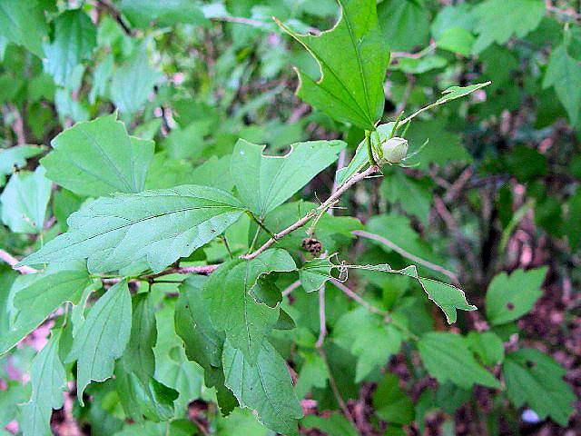 B NQ@tp@@s@_@2004/07/18@Photo by Kohyuh