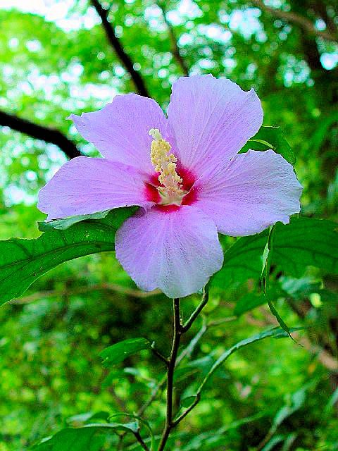 @ NQ@Ԏp@@s@_@2004/07/18@Photo by Kohyuh