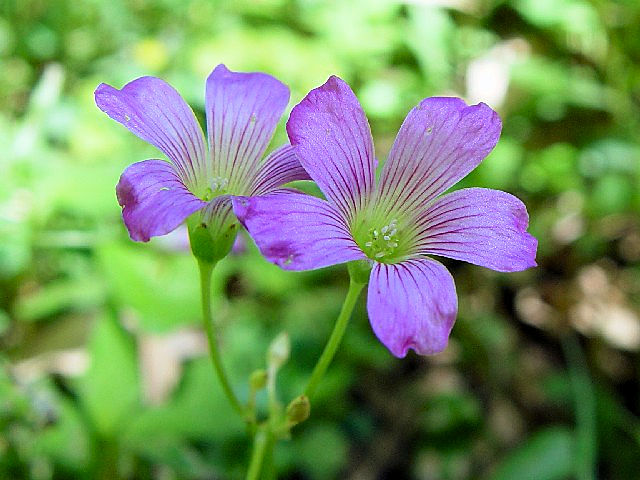 A ムラサキカタバミ 花姿 八幡市 男山 2004/06/14 Photo by Kohyuh A ムラサキカタバミ 花姿 八幡市 男山 2004/06/14 Photo by Kohyuh