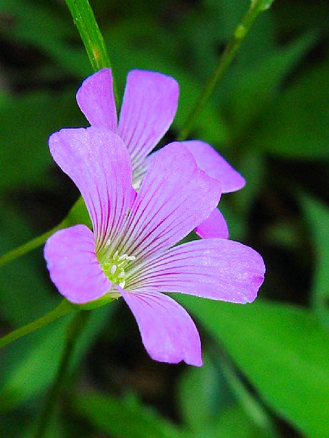 @ ムラサキカタバミ 花姿 八幡市 男山 2004/06/14 Photo by Kohyuh @ ムラサキカタバミ 花姿 八幡市 男山 2004/06/14 Photo by Kohyuh
