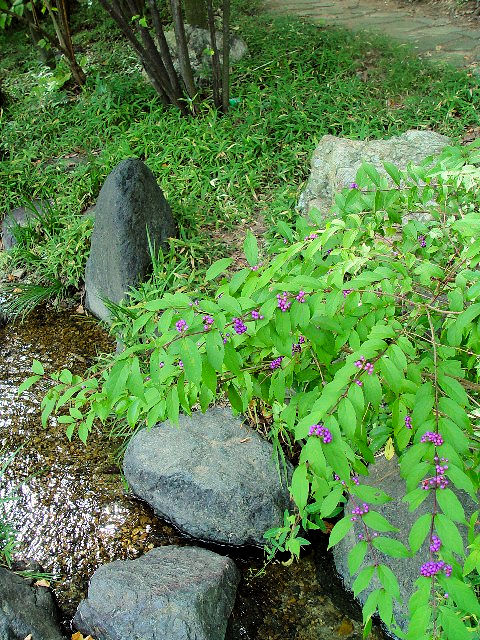 A TLVLu@p@@_ˎs@킹̑@2007/10/13@Photo by Kohyuh