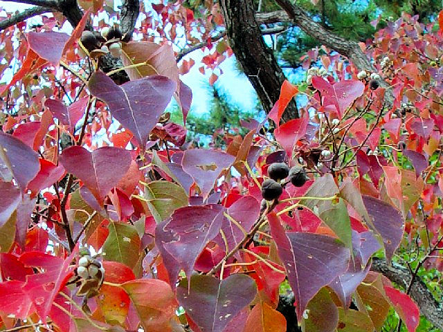 A ナンキンハゼ 紅葉姿 八幡市 男山  2007/11/09 Photo by Kohyuh