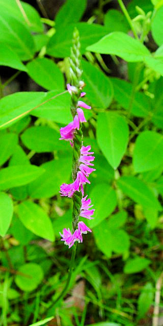 @@p@s@ԓ뉀@2004/06/27@Photo by Kohyuh