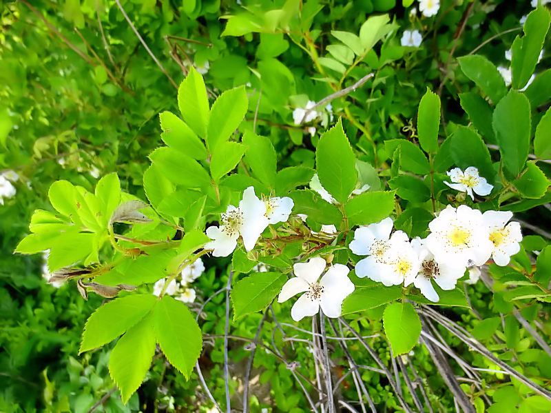 mCo@Ԏp@킫R^@s@2016/05/08@Photo by Kohyuh