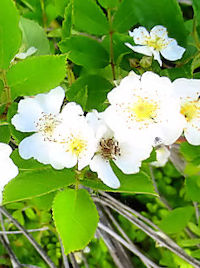 smCot@ʐ^̓NbNŊg傷