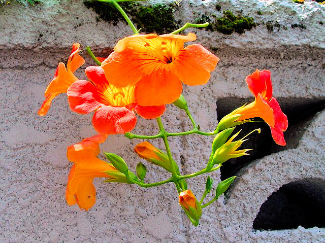 ① ノウゼンカズラ （凌霄花） 　八幡市　男山　2004/07/11　Photo by Kohyuh