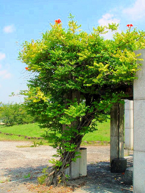 ③ ノウゼンカズラ　　宇治市　太陽が丘　2007/08/06　Photo by Kohyuh