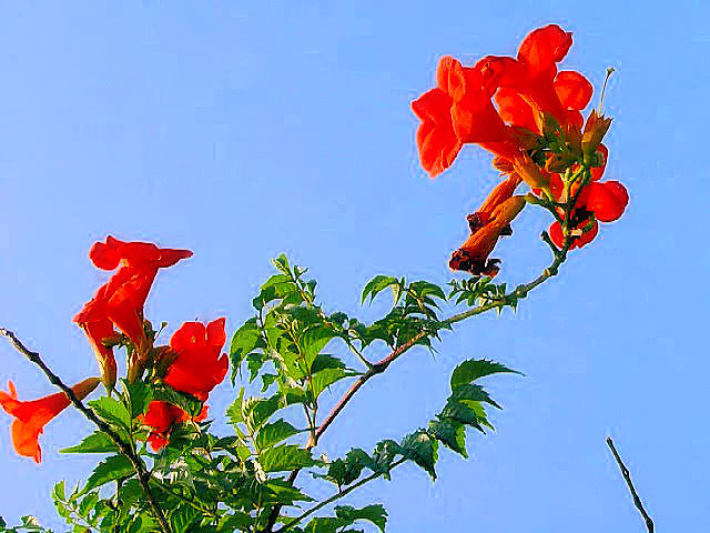 ② ノウゼンカズラ　　宇治市　太陽が丘　2007/08/06　Photo by Kohyuh