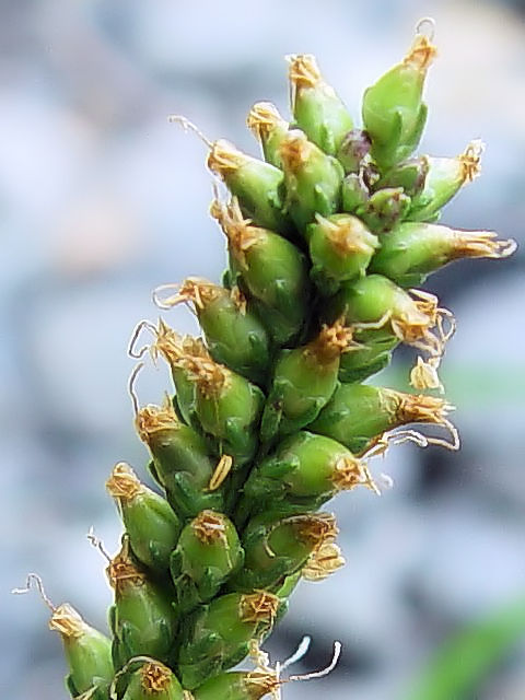 A IIoR@p@։s@r@Photo by Kohyuh@2004/06/06