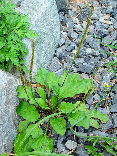 @ IIoR@p@։s@r@Photo by Kohyuh@2004/06/06