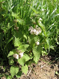 sIhR\Et@ʐ^̓NbNŊg傷