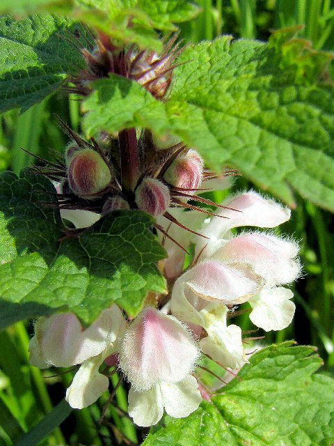 A IhR\E@Ԏp@s@썶݁@2010/04/14@Photo by Kohyuh