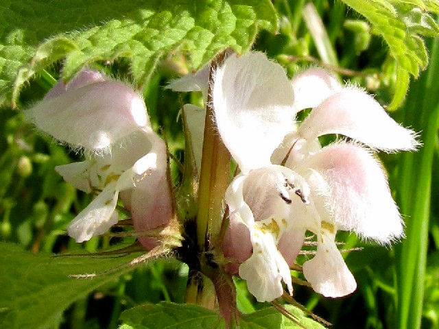 @ IhR\E@Ԏp@s@썶݁@2010/04/14@Photo by Kohyuh