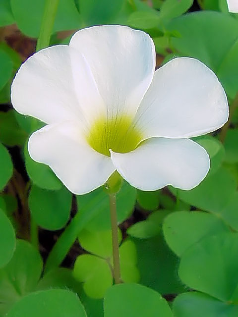 A ILUX@iԎpj@s@jR@2007/11/09@Photo by Kohyuh