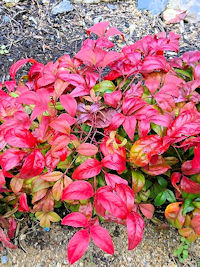 sI^tNiet@ʐ^̓NbNŊg傷