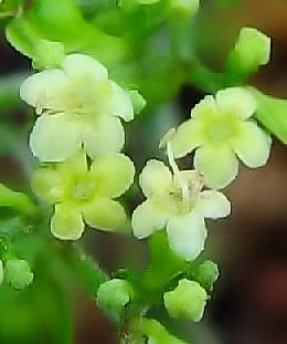 @@IgRGV@Ԏp@i_ߍx@Photo by Kohyuh@2004/11/07