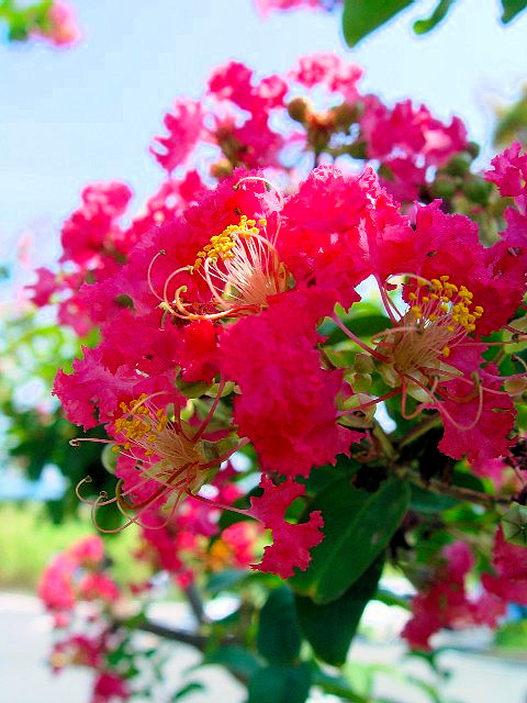 @ TXx@Ԏp@@s@ؒÐ@2007/08/26@Photo by Kohyuh