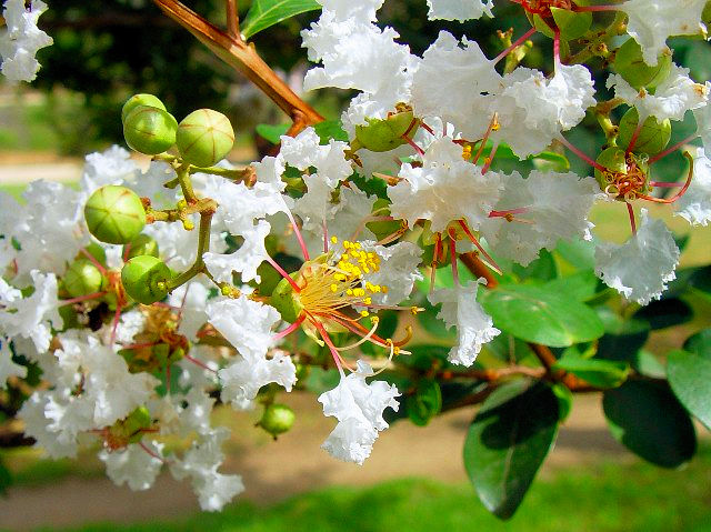 A TXx@ԁ@@ss@@2007/09/16@Photo by Kohyuh