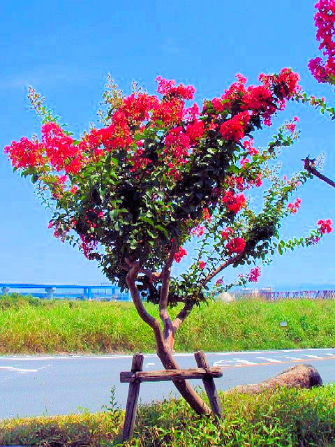 B TXx@p@@s@ؒÐ@2007/08/26@Photo by Kohyuh