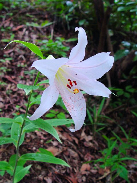 @ TT@Jԁ@r@2004/06/06@Photo by Kohyuh