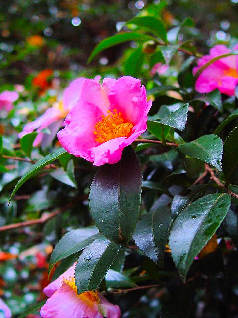 A TUJ i|j@Ԏp@s@jR@2007/11/24@Photo by Kohyuh