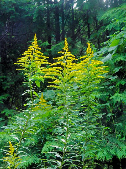 @ ZC^JA_`\E ipj@s{蒬@CR@@2007/10/16@Photo by Kohyuh