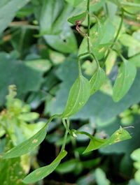 《センニンソウ葉姿》　写真はクリックで拡大する