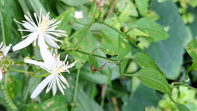 センニンソウ　葉姿　かわきた運動公園　八幡市　2020/09/22　Photo by Kohyuh