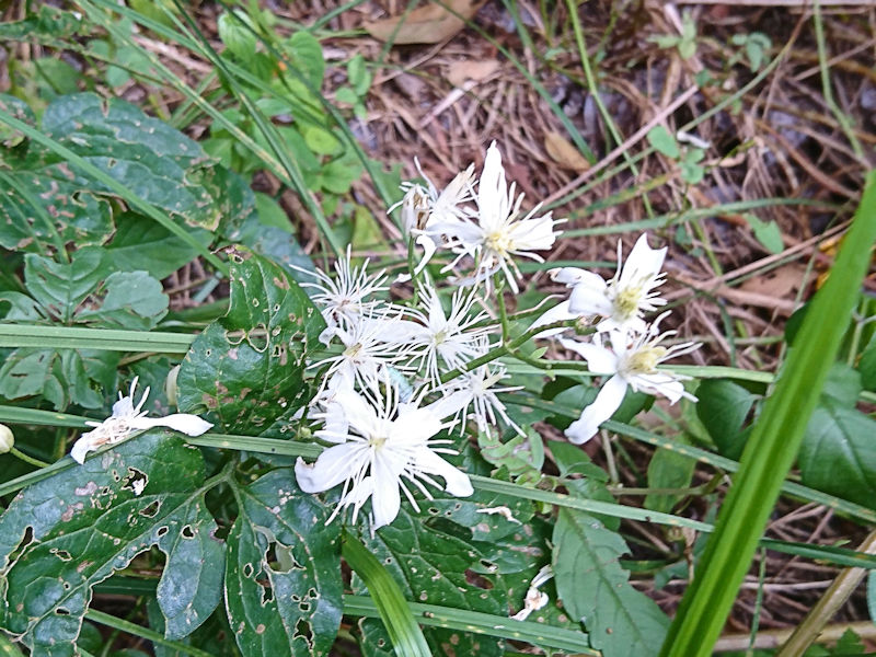 センニンソウ　花姿　かわきた運動公園　八幡市