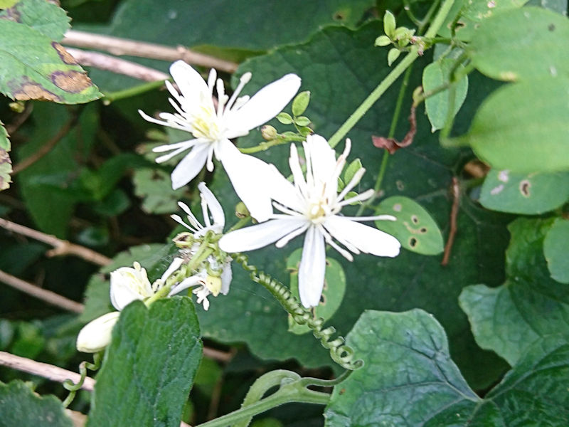 センニンソウ　花姿　かわきた運動公園　八幡市
